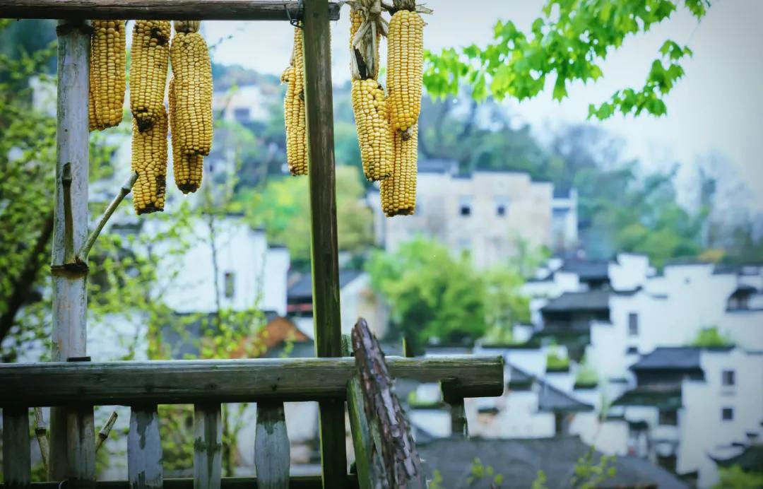 这才是中国最美的乡村,最值得去的鲜花小镇