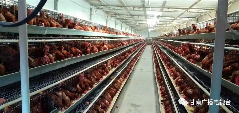 高晓东临潭县委书记,临潭县委书记高晓东