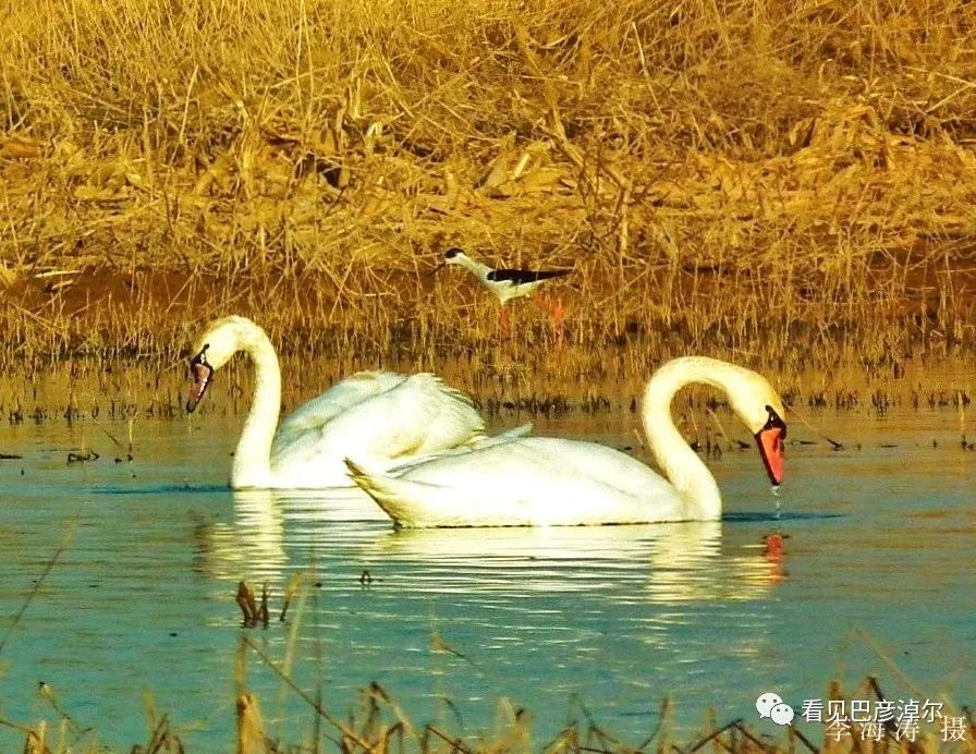 来认识一个不一样的我翻译,来认识不一样的滑雪