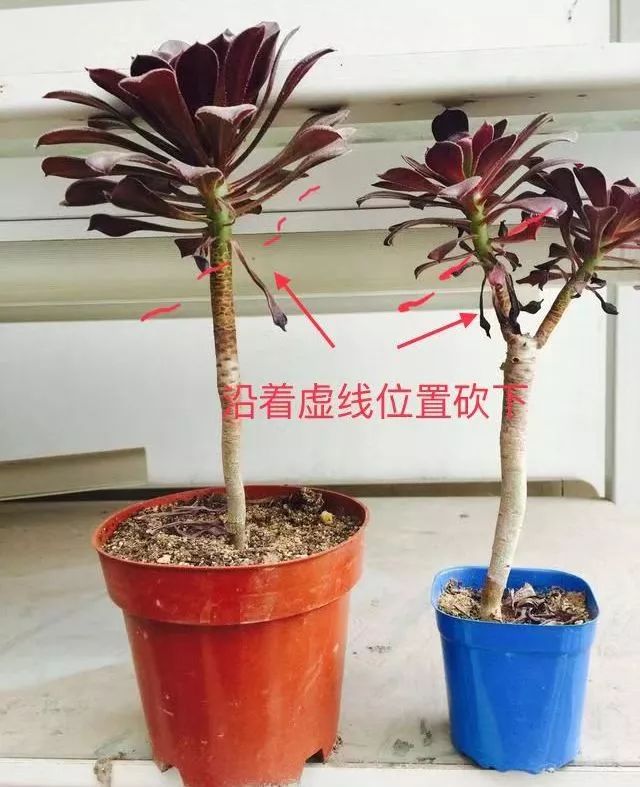 多肉植物种植小课堂,多肉小课堂长寿花