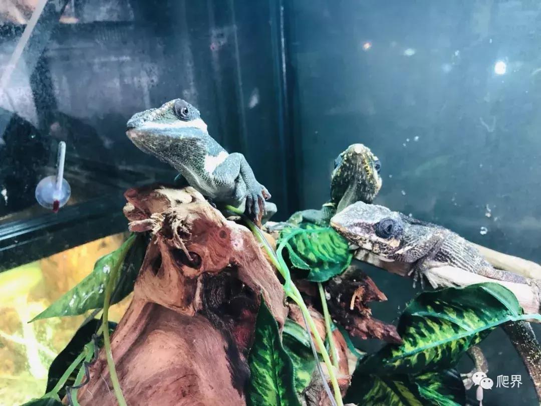 湛江爬宠店,深圳爬宠店在哪里