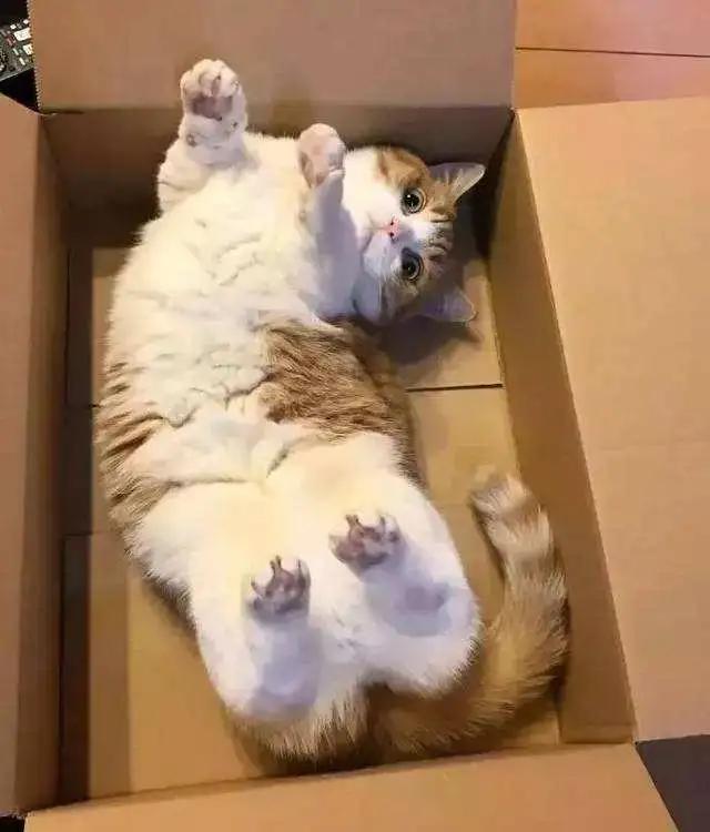 猫咪爱咬人、不让主人抱，脾气差的猫该如何正确教育？