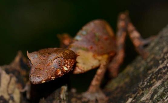 龟类的进化过程图片,龟鳖目动物外形特征