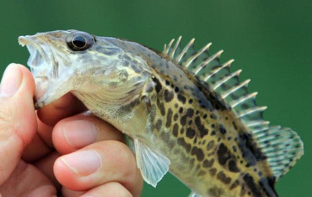 路亚野钓鳜鱼用多长竿,路亚竿野钓鳜鱼