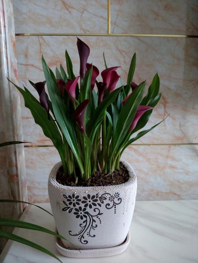 马蹄莲养殖方法马蹄莲有毒吗,马蹄莲滴水观音的养殖方法