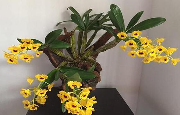 石斛兰叶子发黄怎么养,石斛兰多棵种在一个盆里会黄叶吗