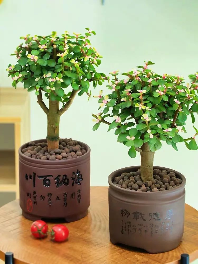 家里一定要养一盆金枝玉叶,大盆养金枝玉叶