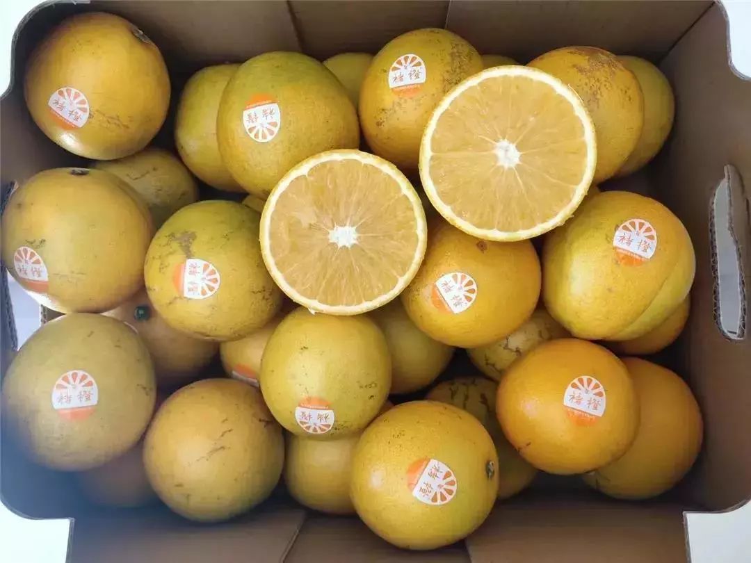 烟草大王褚橙创始人,红塔山集团老总种橙子