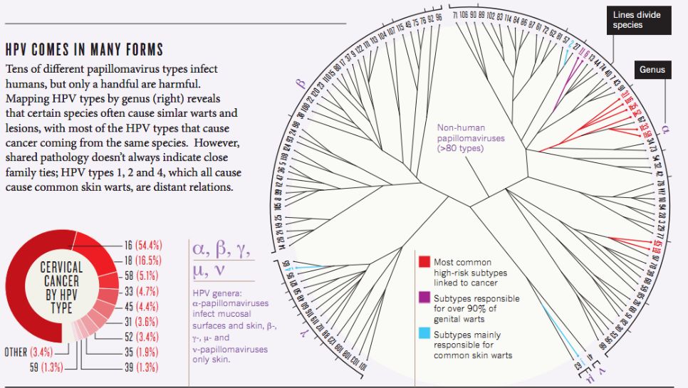 宫颈癌最深度解读,宫颈癌筛查报告正确解读