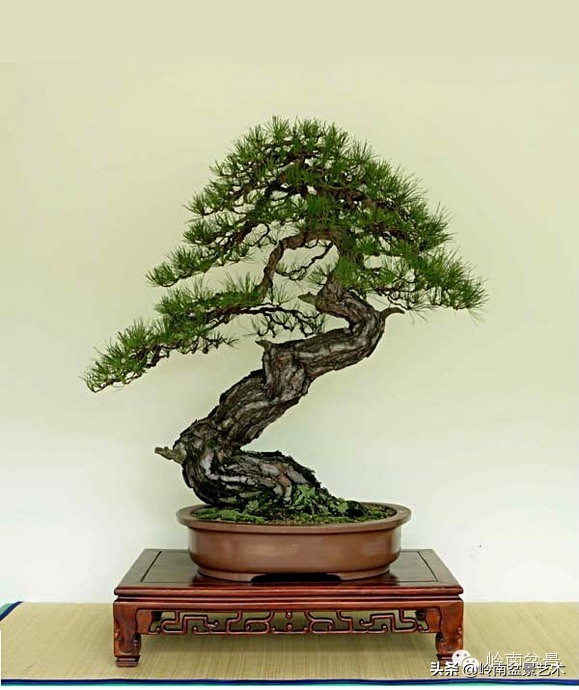 拍卖28万的盆景,藏家盆景