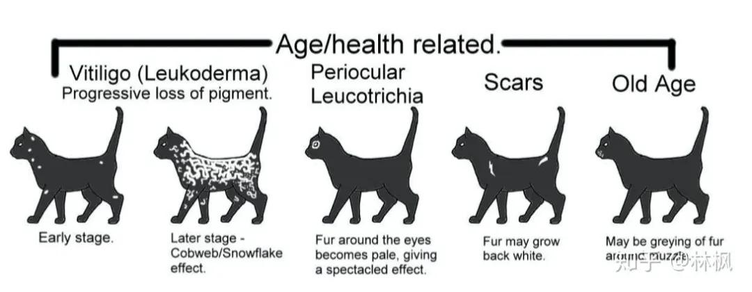 猫咪长红斑点是什么,你知道猫咪的毛色代表了什么吗