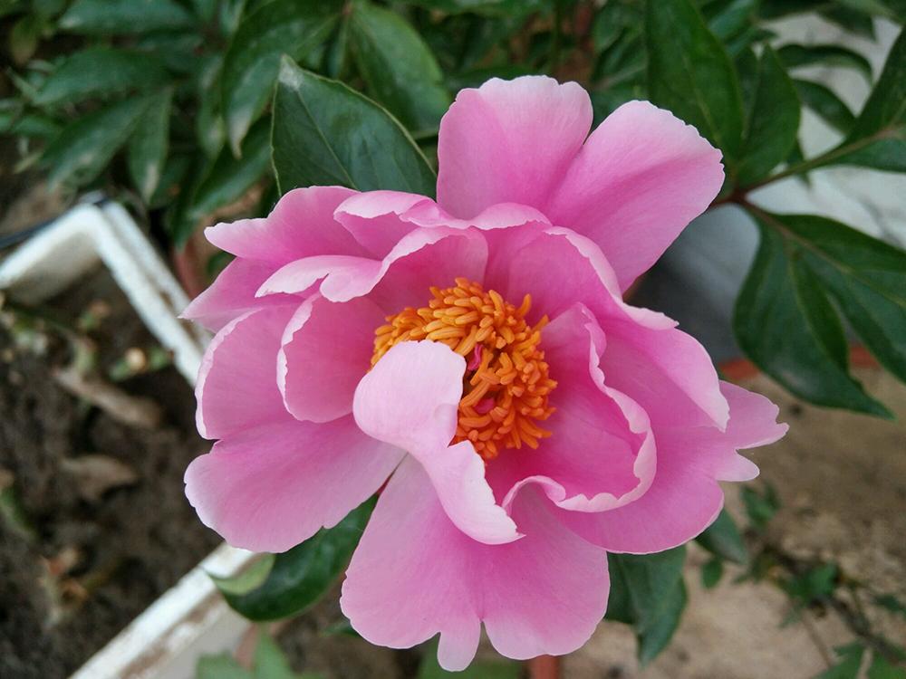 芍药只发芽不长枝条,芍药出芽到长叶子和开花过程