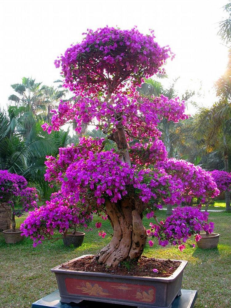 能开花的3种树，既有树干一样的坚韧，又有花卉一样的柔美