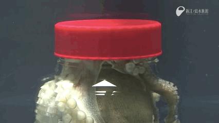 章鱼突破基因锁智商能来到多少,章鱼为什么要进化出基因锁