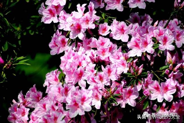 快死的杜鹃花还能救活吗,杜鹃花刚栽活就掉叶子怎么办