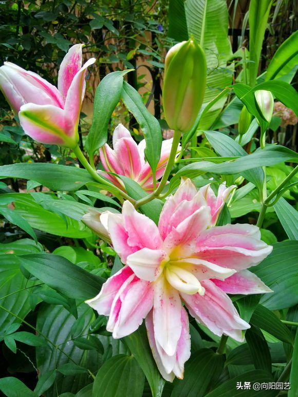 把百合种在花盆里能不能浇水,花无缺水溶肥种植百合