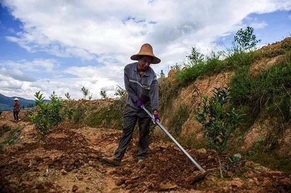 柑橘抽出夏梢还可以施肥吗,柑橘如何施肥防治病虫害