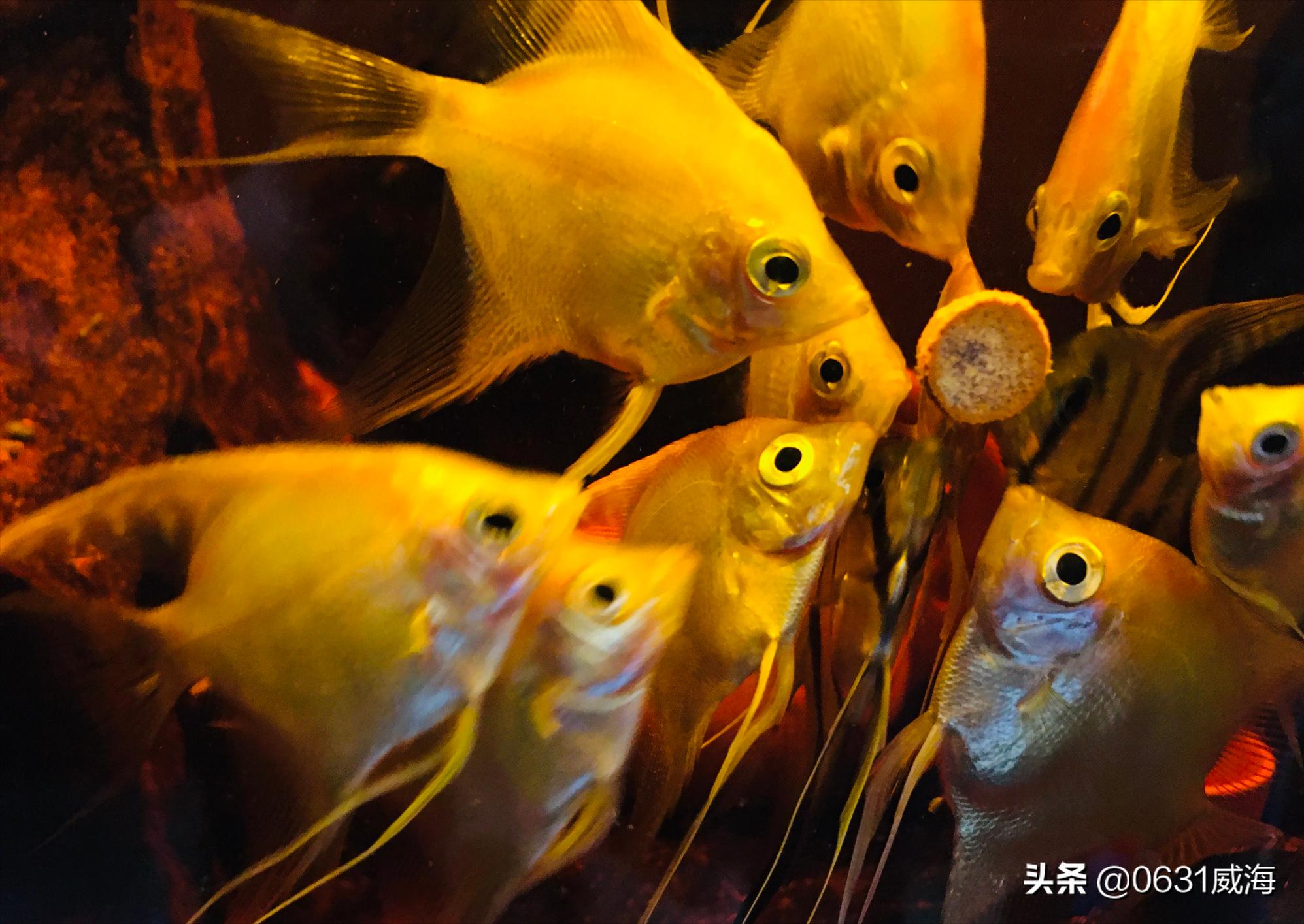 燕鱼最好喂什么,燕鱼与其中一条打架什么原因