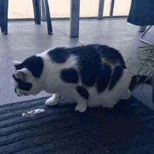 猫咪呕吐的原因及处理方法图解,猫咪呕吐没消化的猫粮如何处理