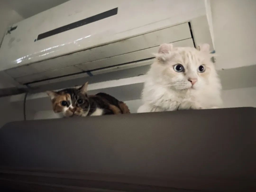 和宠物交流说什么,和宠物谈恋爱