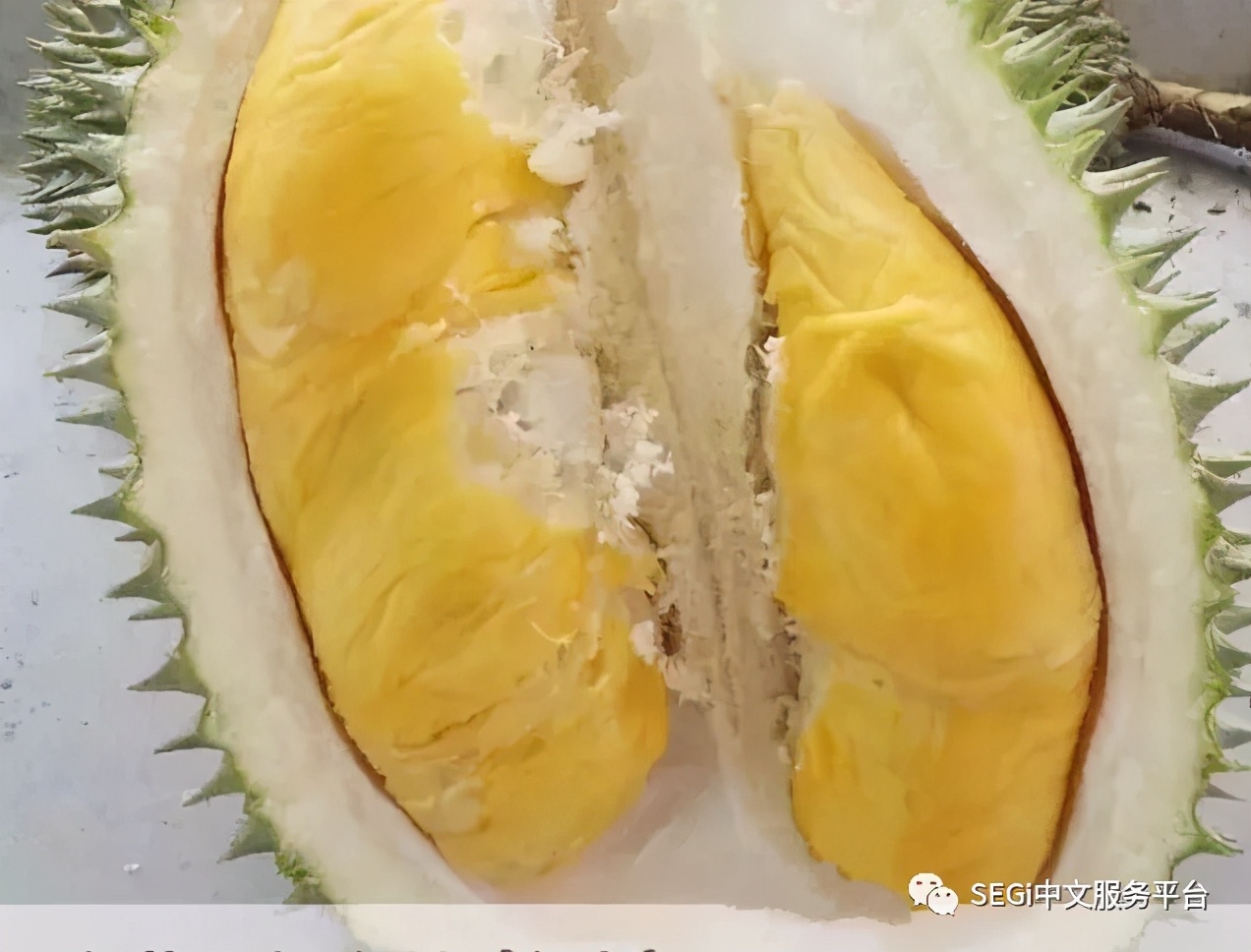 马来西亚的榴莲有啥品种,马来西亚榴莲有几种