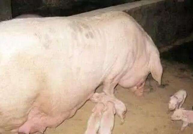 母猪产后不吃食一招解决,母猪产后不吃食的解决方法