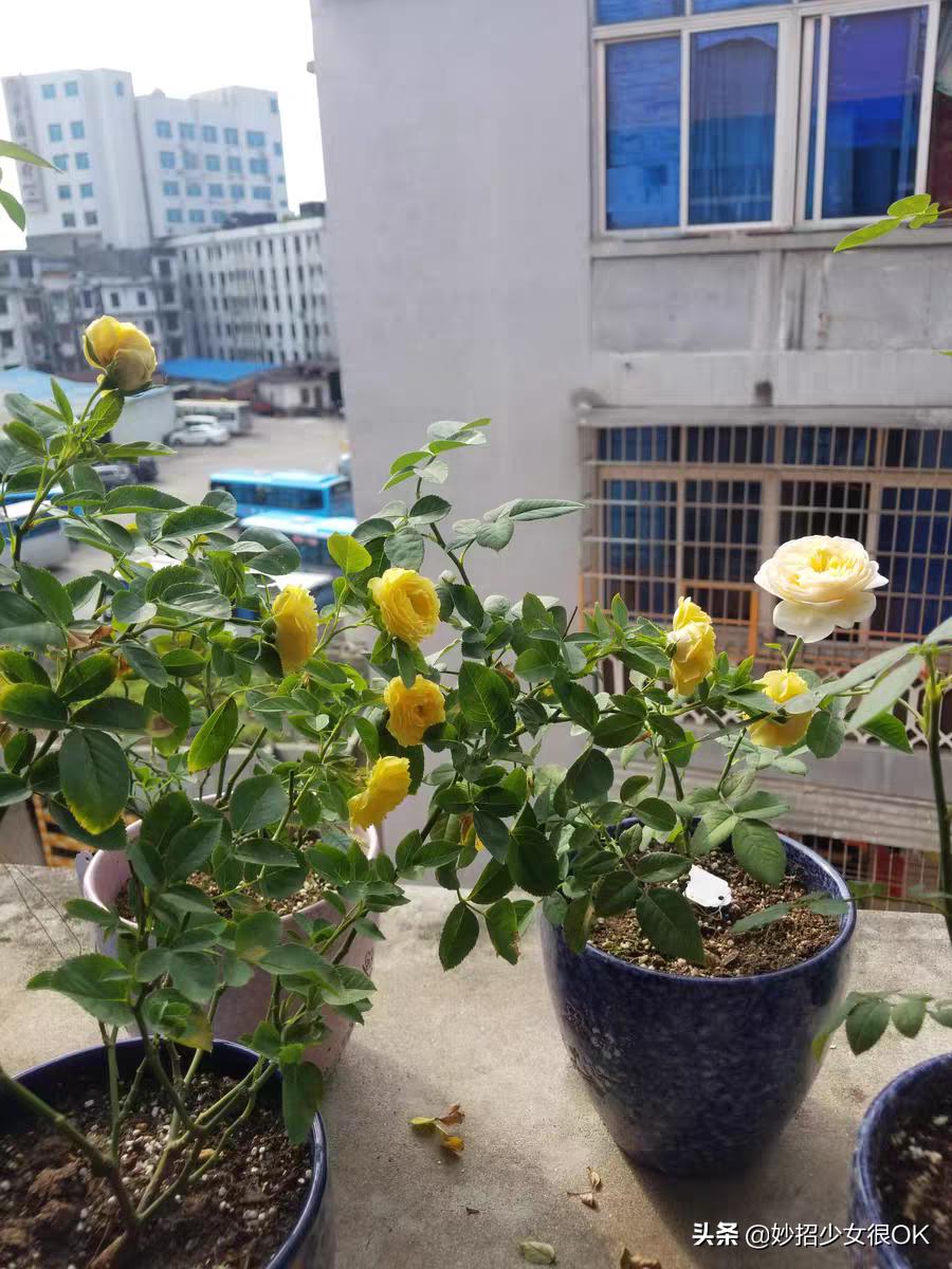 油烟机的废油真的可以养花,油烟机废油可以做什么