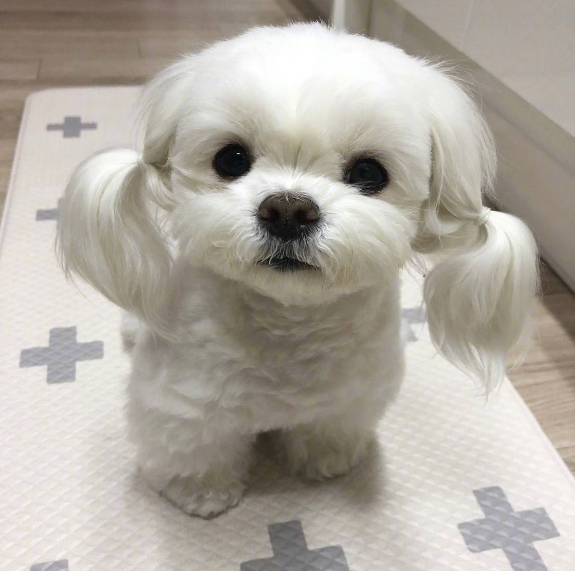 建议新手养的10种便宜狗狗不掉毛,十大适合家养的不掉毛狗狗有哪些