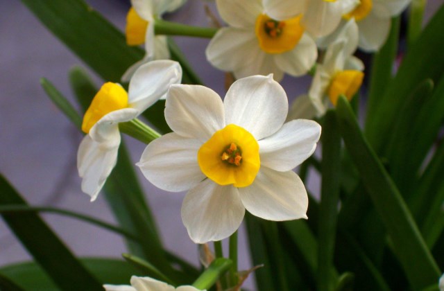 水仙花叶子发黄烂根倒伏怎么办,水仙花叶子发黄种球腐烂怎么救活