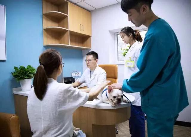 宠物看病怕被坑？宠物医院常见项目检查费用，了解一下