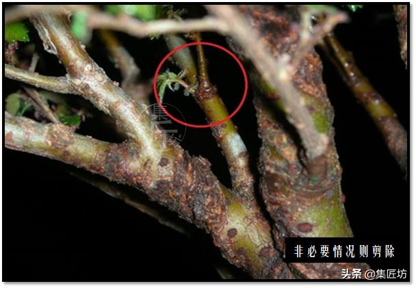 盆景选芽与摘芽，做好了，盆景树形稳定就完成了一半