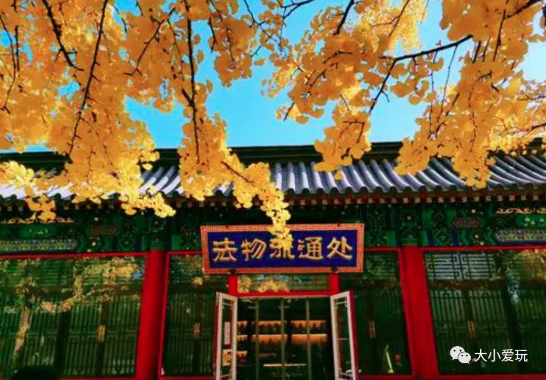 北京红螺寺银杏最佳观赏时间,北京赏银杏景区有哪些