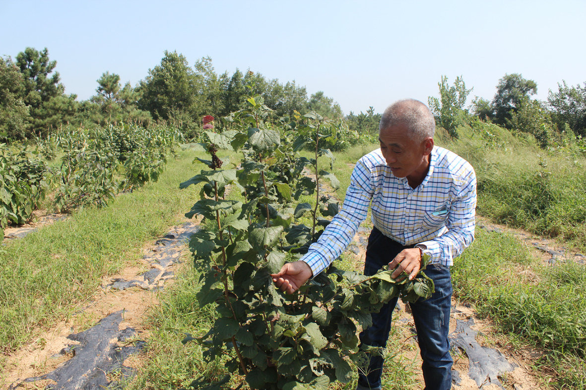 美霞家庭农场小榛子“链”起大产业推动乡村产业振兴，齐山镇河上沟村榛子树，遍山坡