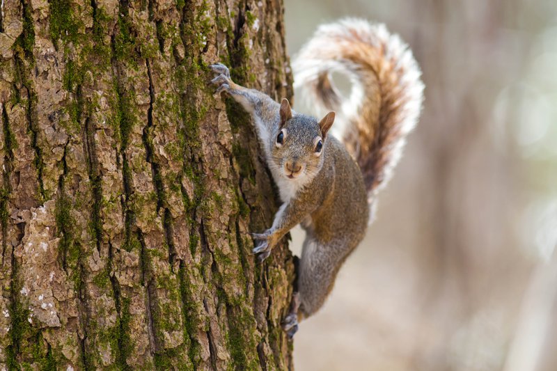 松鼠会听懂鸟说话吗,松鼠可以听懂鸟说话吗