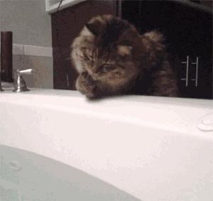 在家冬季给猫咪洗澡要注意什么,北方冬天猫咪洗澡