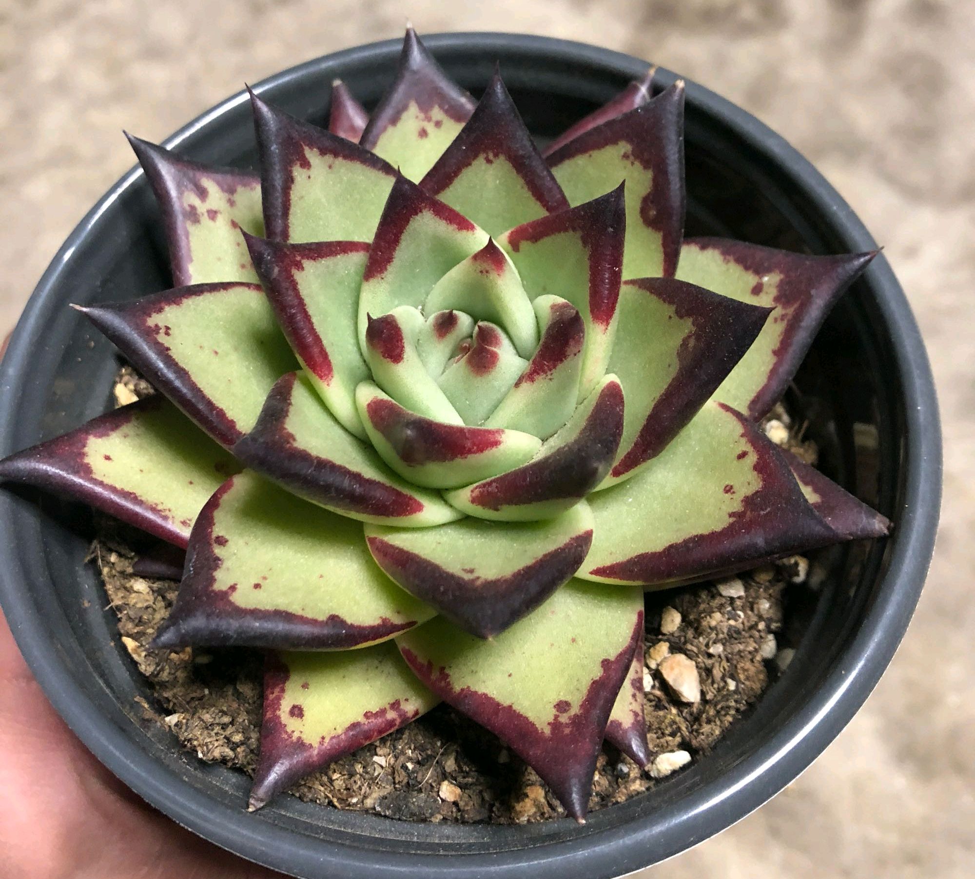 多肉长侧芽会不会影响长势？需要去掉还是养成多肉群