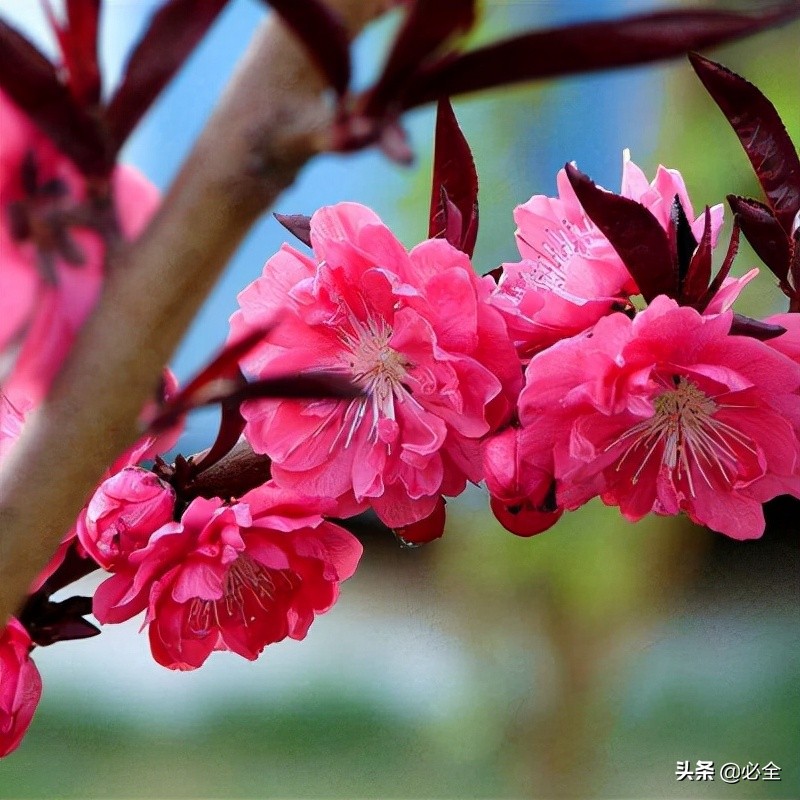 苗木管理十大技巧,哪些苗木适合投资