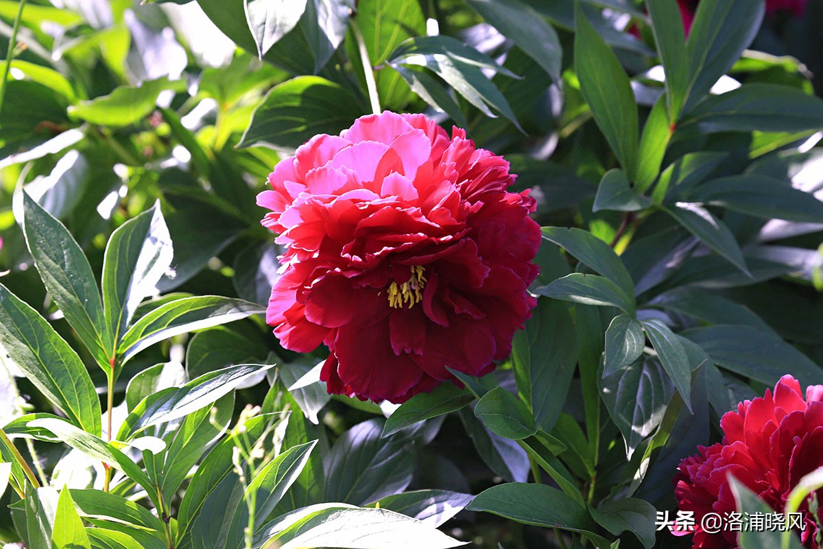 大院绿化的回忆——顺便看看院里的芍药定个究竟有多少种？