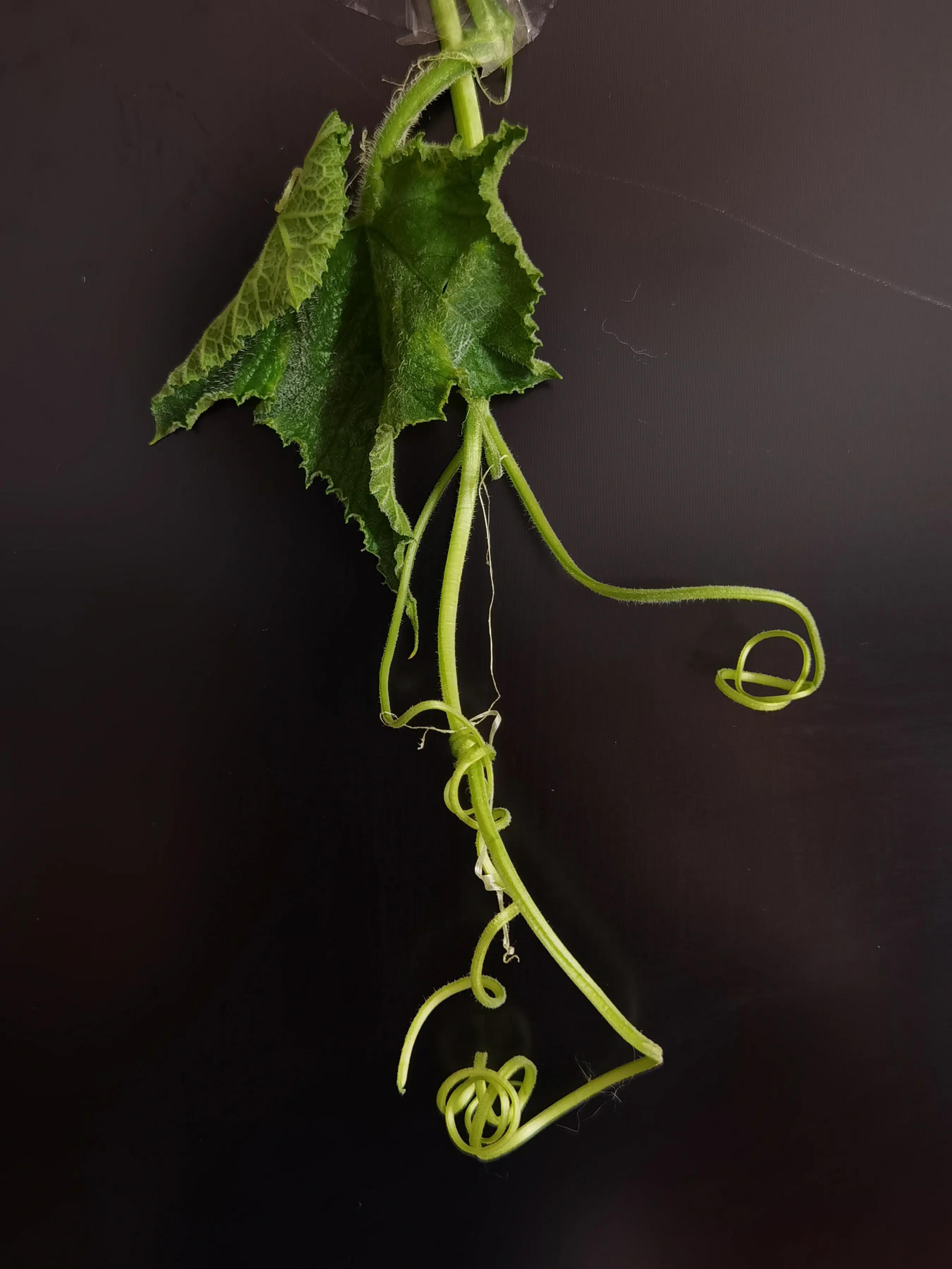 手机摄影手册圈友作品选第7期,手机摄影手册圈友作品选第6期