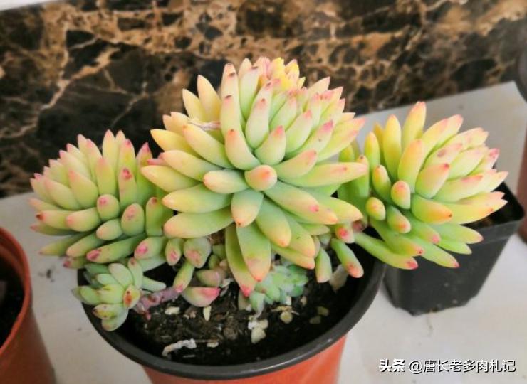 多肉千佛手小老桩,多肉千佛手老桩