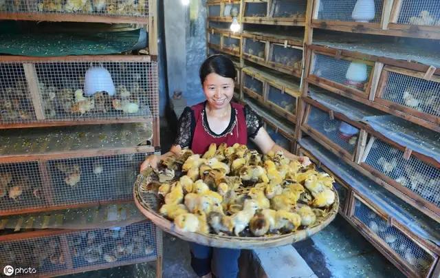 人工孵化鸡蛋十大要点,人工养殖的鸡蛋是怎么孵化出来