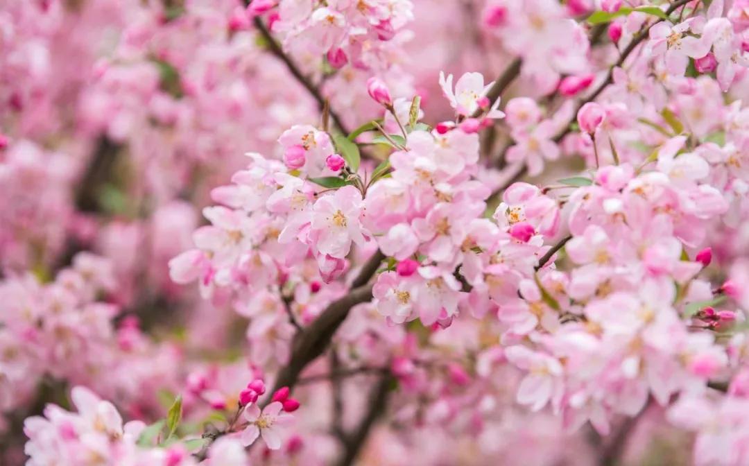 李子柒家乡成旅游景点,李子柒乡愁