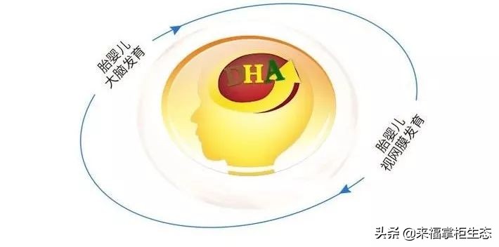 挪威小鱼dha婴幼儿鱼油,美国dha婴儿鳕鱼油