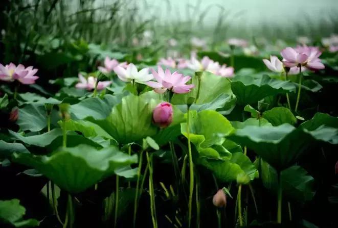全国十大最佳赏荷好去处,沈阳赏荷花攻略