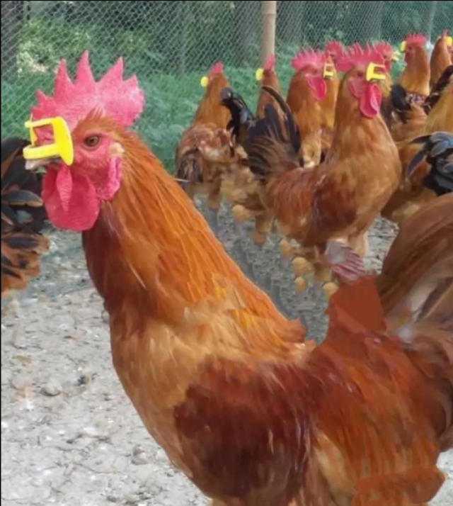 鸡啄癖怎么解决,鸡的啄肛癖怎么治