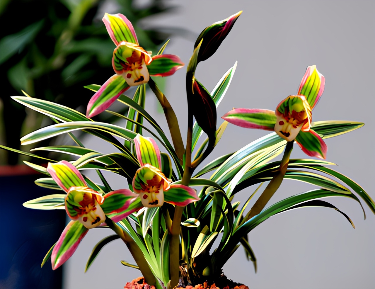 老品种花开富贵兰花,春兰帝王妃金边矮种兰花简介