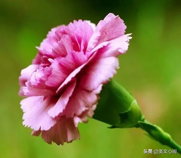 康乃馨花开完了之后该怎样打理,康乃馨花开败后怎样处理