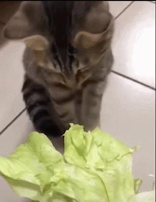 好不容易养大的猫被猪拱了,猫为什么喜欢被猪拱