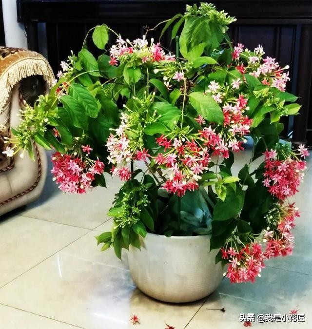 适合阳台种植的爬藤植物都有哪些,家庭阳台种什么爬藤植物比较好