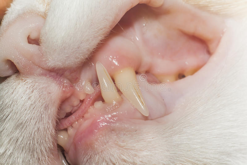 新领养猫不吃怎么办,新领养的小猫不吃猫粮怎么办